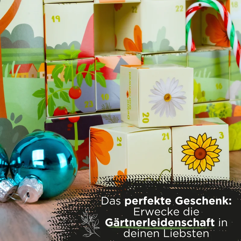 Saatgut Adventskalender – 24 Sorten Blumen, Kräuter & Gemüse