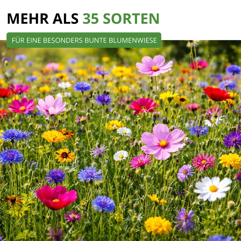 Sommerblumenwiese Blumenmischung 100 g Saatgut