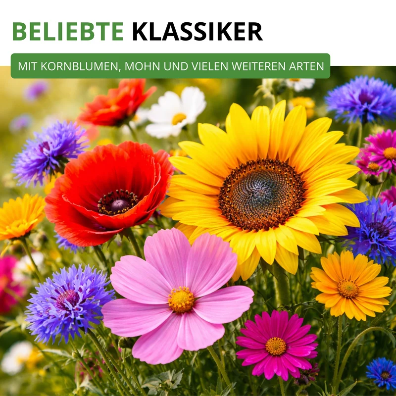 Sommerblumenwiese Blumenmischung 100 g Saatgut