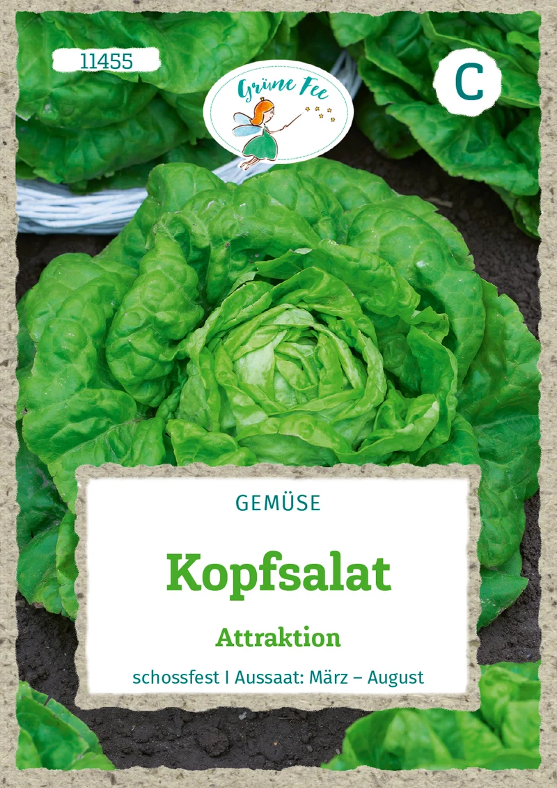 Kopfsalat Attraktion Saatgut