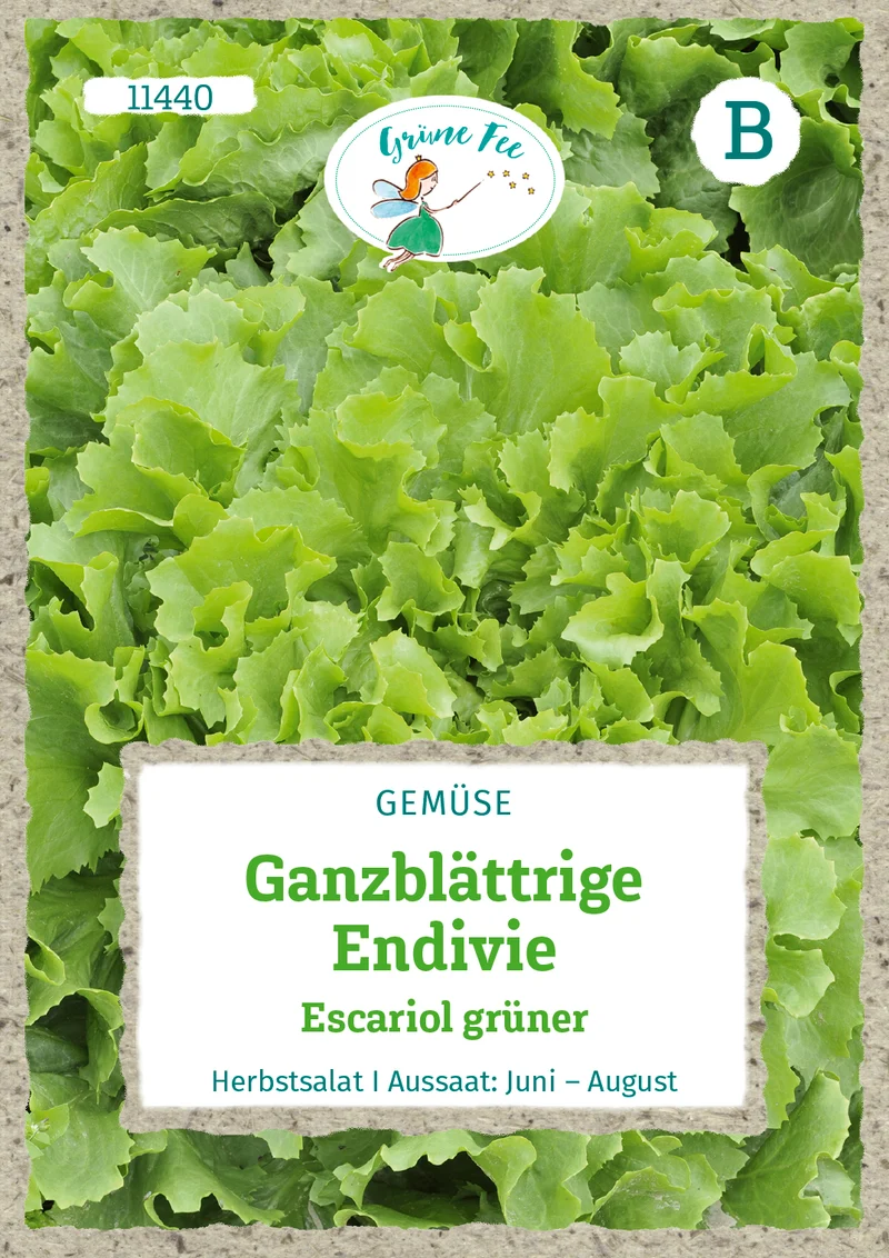 Ganzblättrige Endivie Escariol grüner Saatgut
