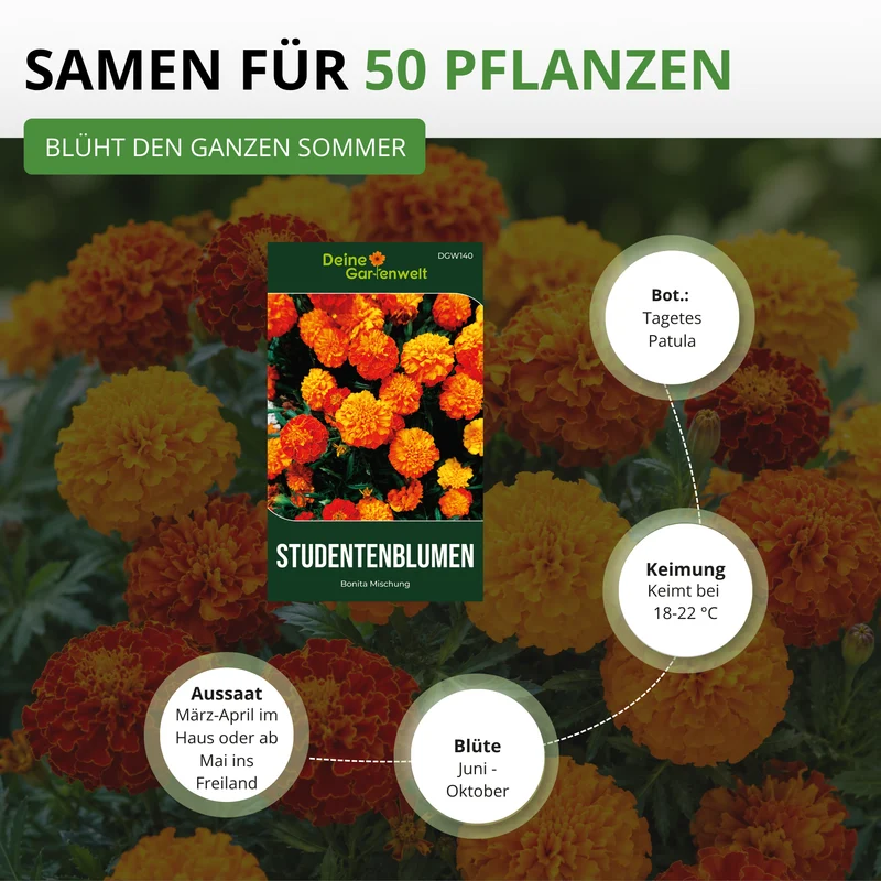Studentenblume Tagetes Bonita Mischung Saatgut