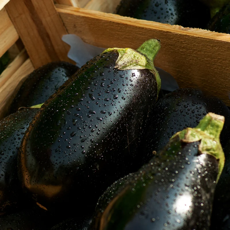 Aubergine Black Beauty Saatgut