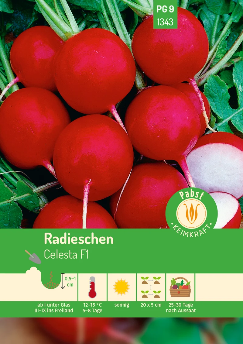 Radieschen Celesta F1 Saatgut