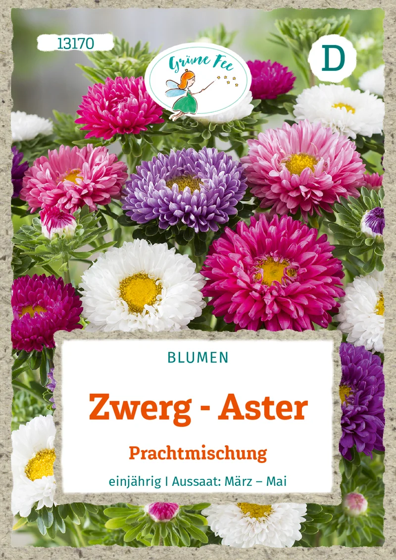 Zwerg Aster Prachtmischung Saatgut