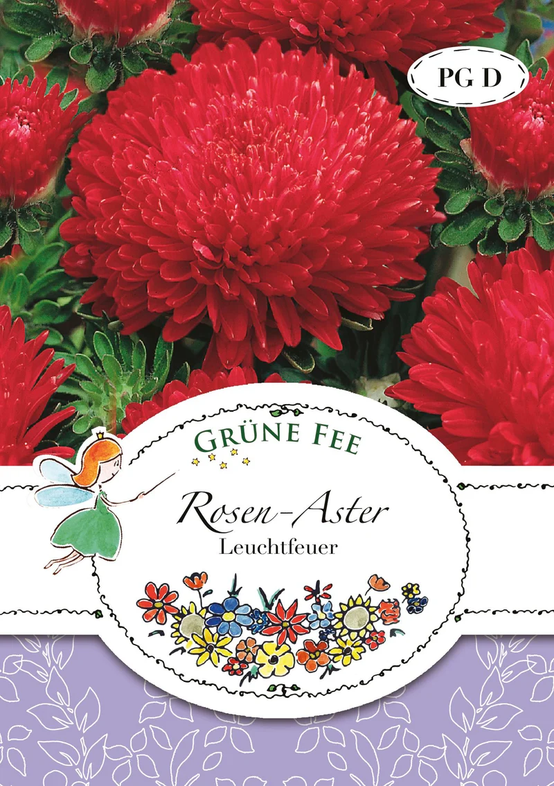 Rosen Aster Leuchtfeuer Saatgut