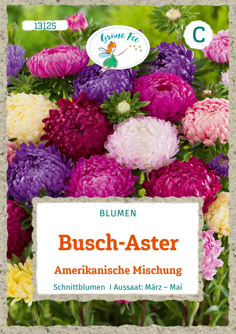 Busch Aster Amerikanische Mischung Saatgut