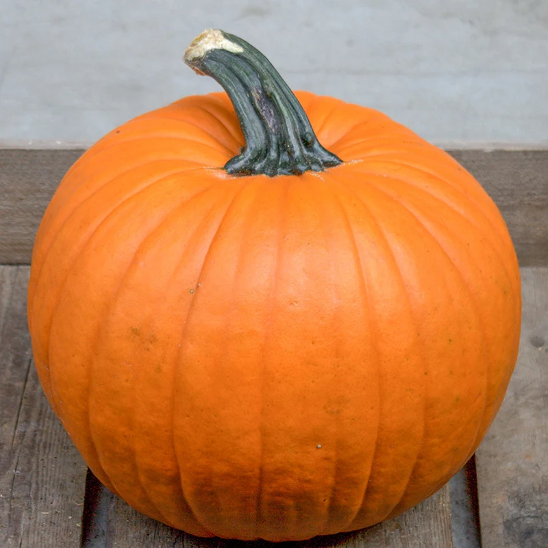Halloween-Kürbis - Gold Standard F1
