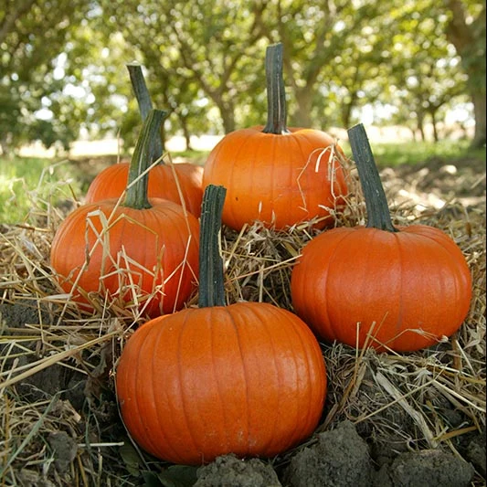 Halloween-Kürbis - Field Trip F1