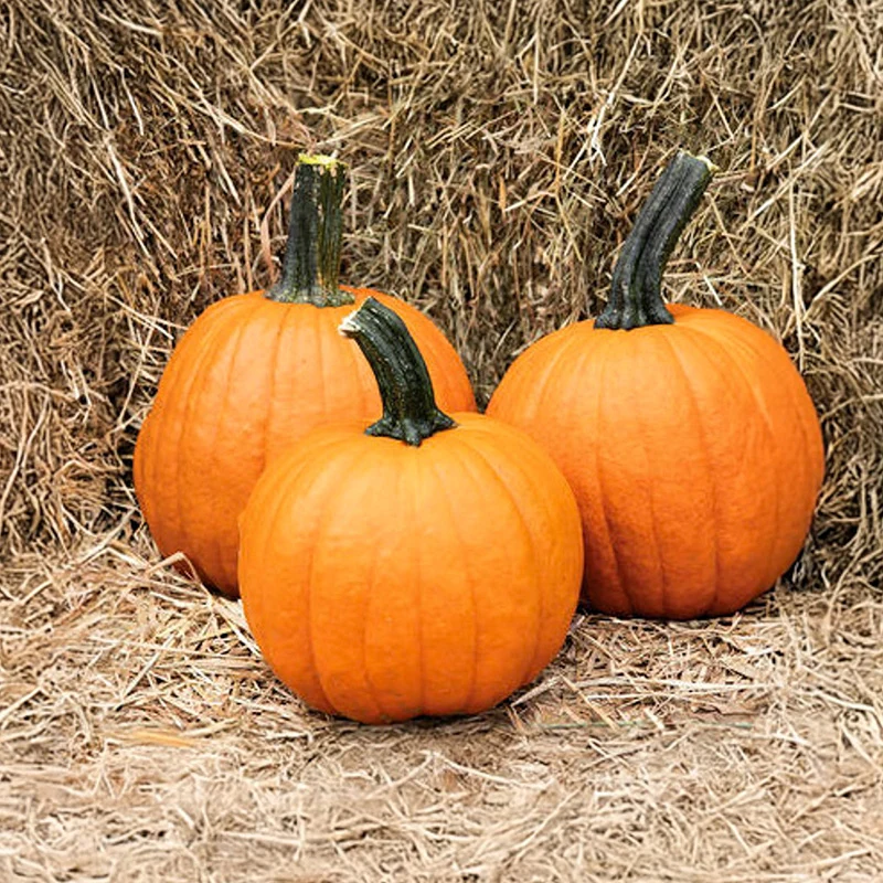 Halloween-Kürbis - Gumdrop F1