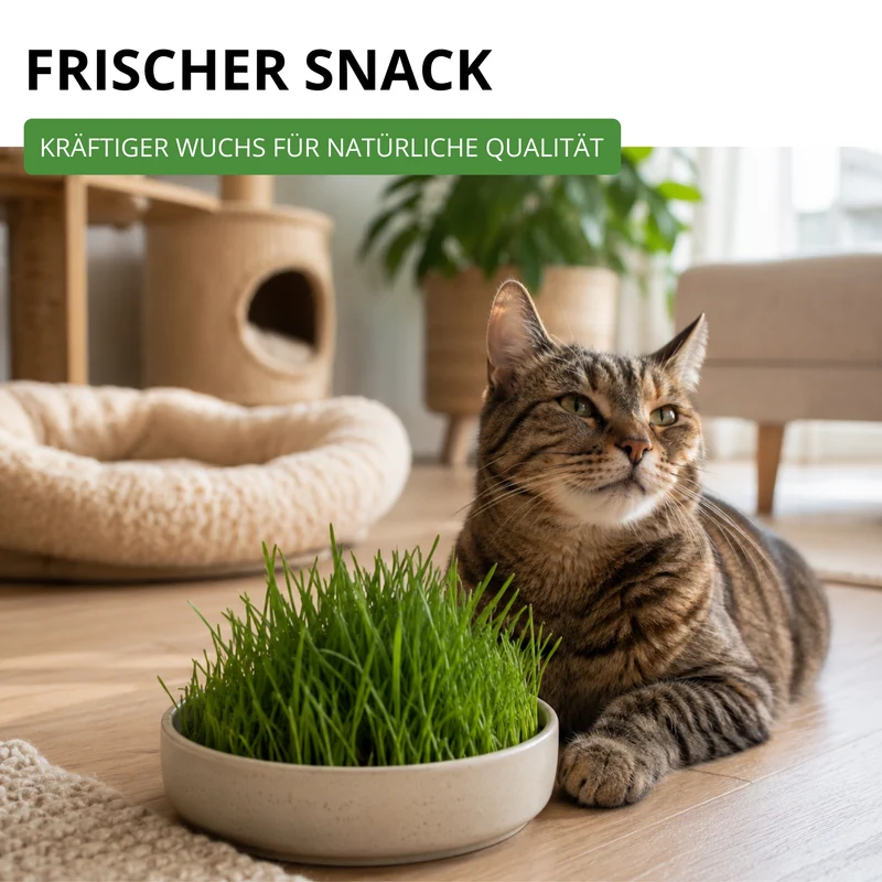 Katzengras Mischung Saatgut