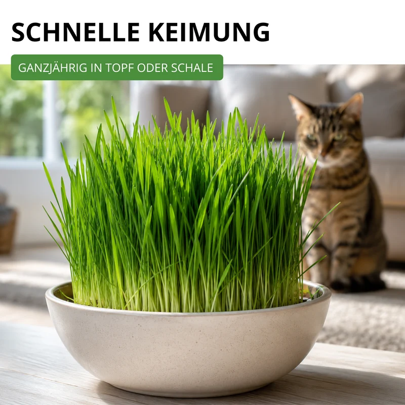 Katzengras Mischung Saatgut