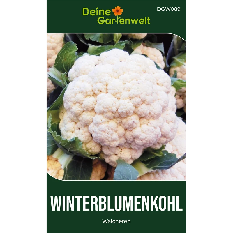 Winterblumenkohl Walcheren Saatgut