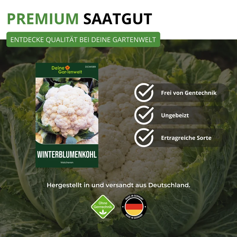 Winterblumenkohl Walcheren Saatgut