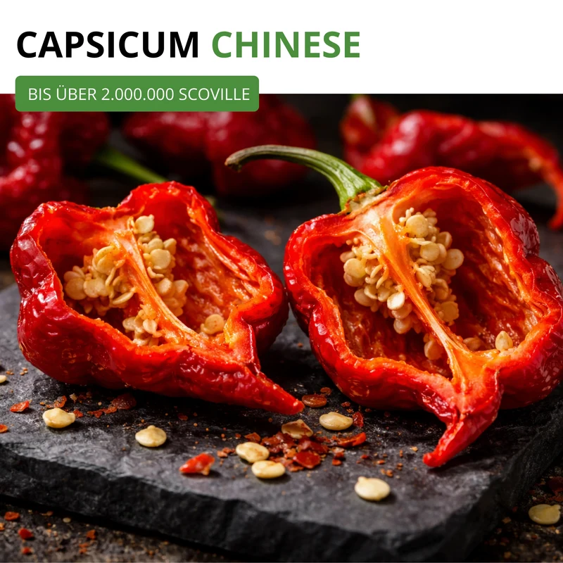 Chili Trinidad Moruga Scorpion Saatgut