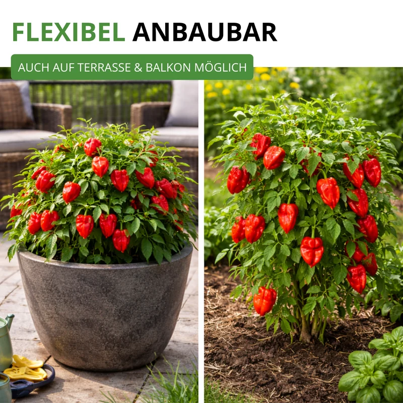Chili Trinidad Moruga Scorpion Saatgut
