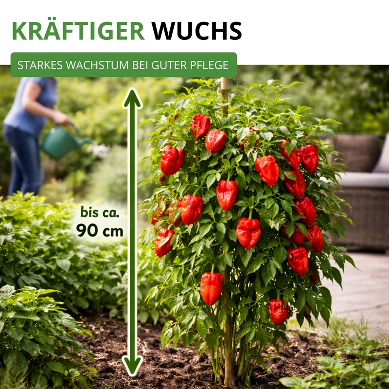 Chili Trinidad Moruga Scorpion Saatgut