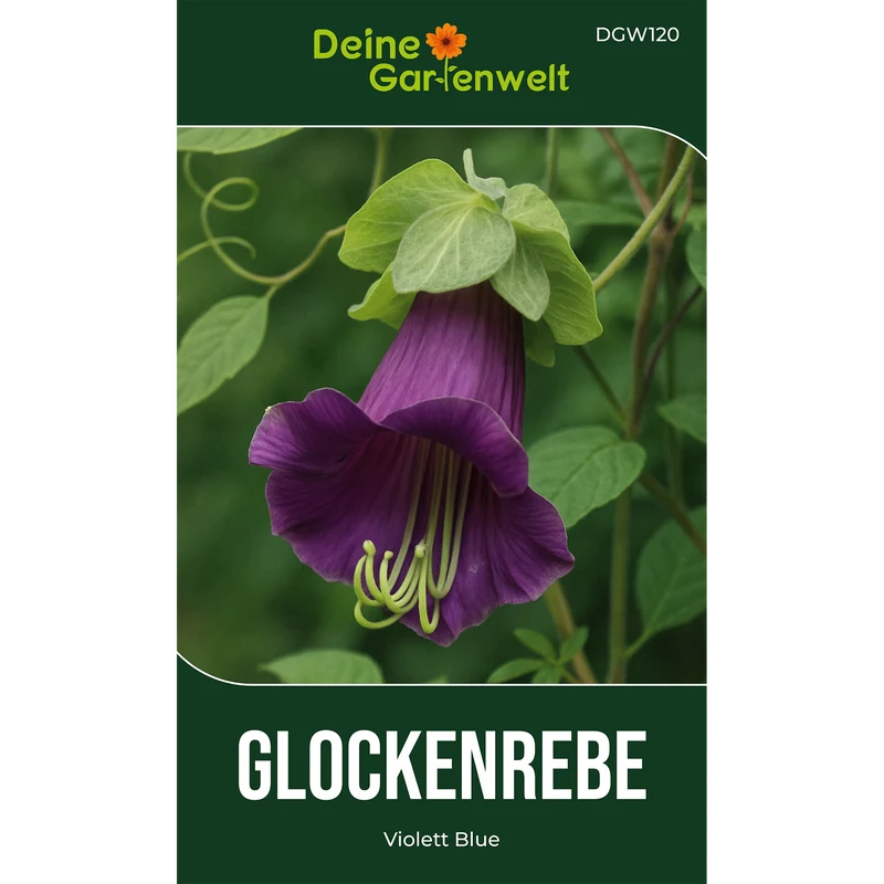 Glockenrebe Violett Blue Saatgut