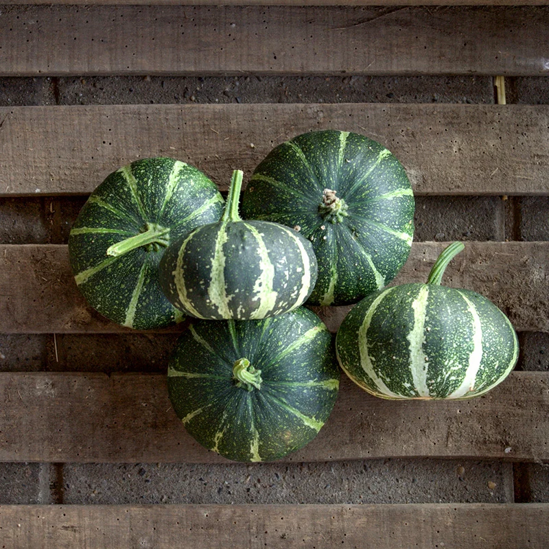 Zierkürbis - Flat Striped