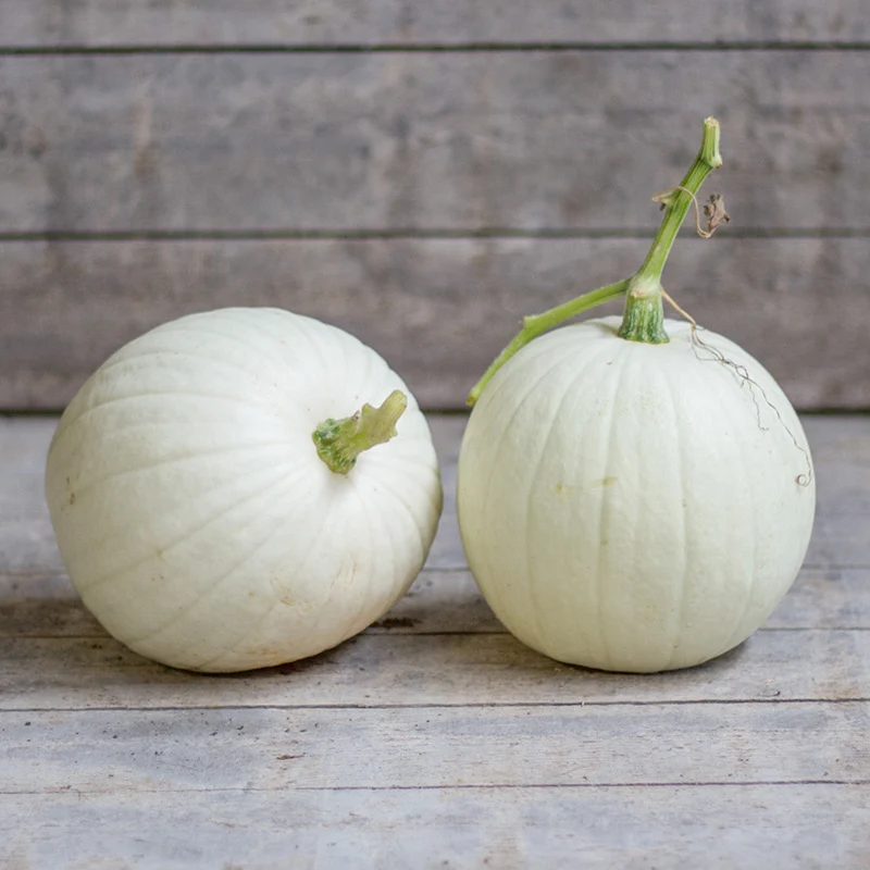 Halloween-Kürbis - Blanco F1