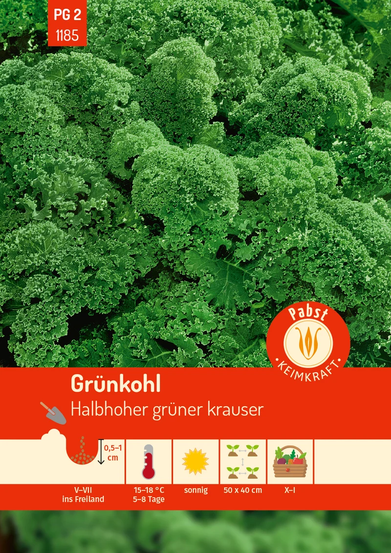 Grünkohl Halbhoher grüner krauser Saatgut