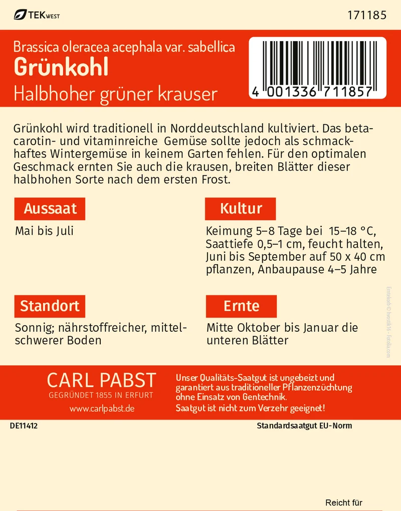 Grünkohl Halbhoher grüner krauser Saatgut
