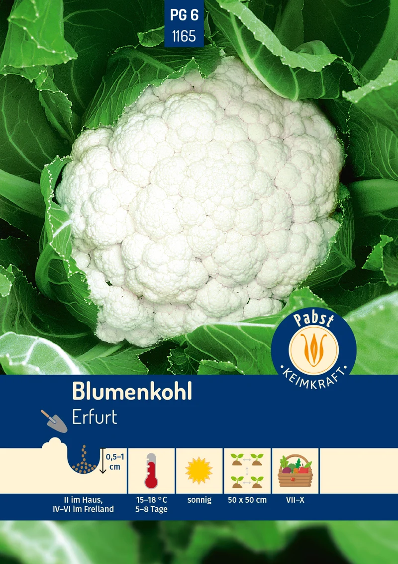Blumenkohl Erfurt Saatgut