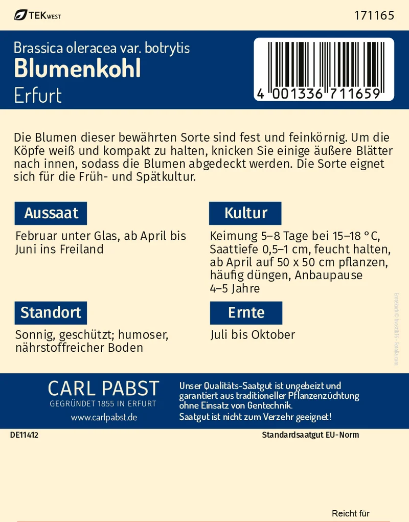 Blumenkohl Erfurt Saatgut