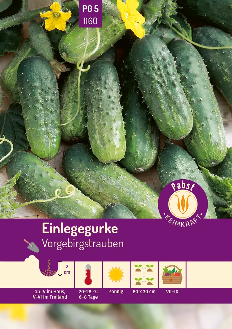 Einlegegurke Vorgebirgstrauben Saatgut