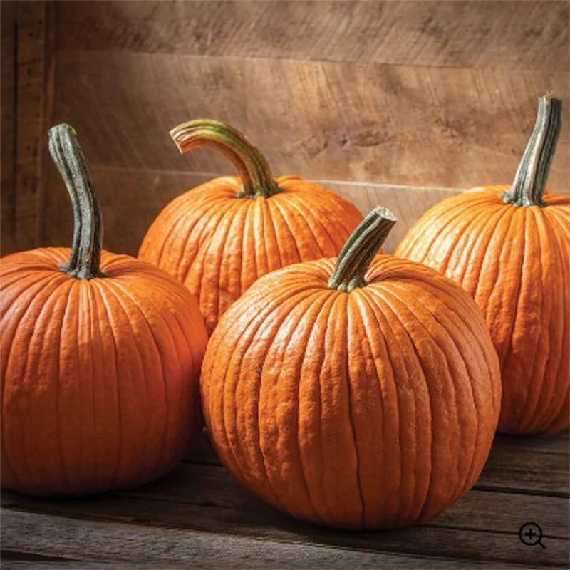 Halloween-Kürbis - Cargo F1 PMR