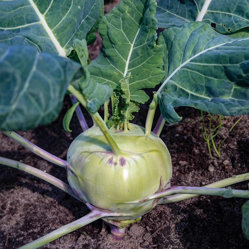 Kohlrabi - Delikatess Wit