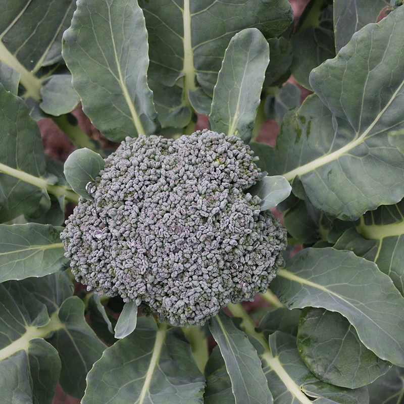 Brokkoli - Groene Calabrese