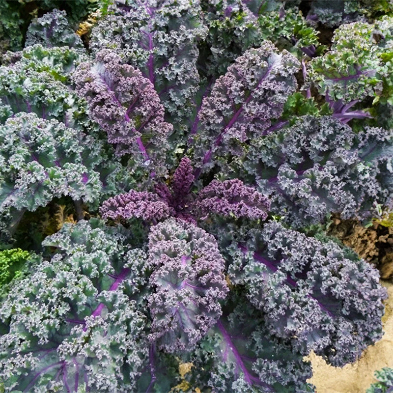 Grünkohl - Scarlet Purple
