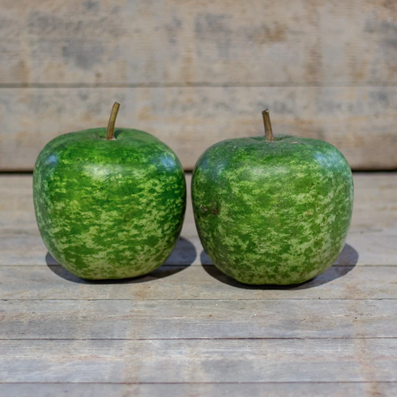 Flaschenkürbis - Apple