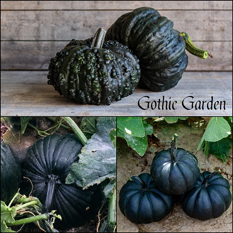 Kürbis - Gothic Garden