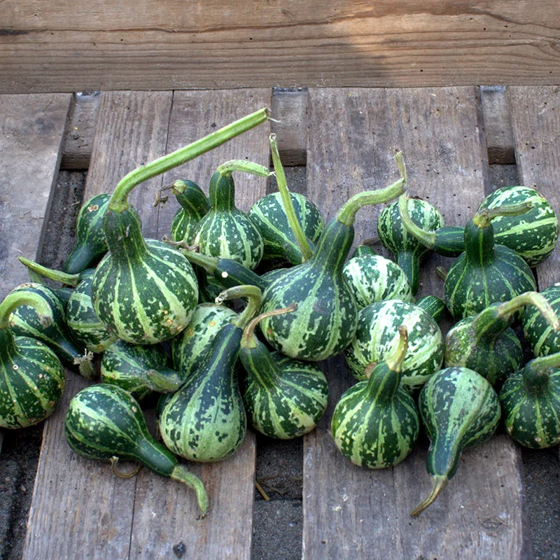 Zierkürbis - Dancing or Spinning Gourd