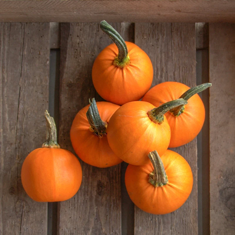Halloween-Kürbis - Wee-B-Little