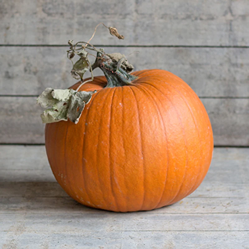 Halloween-Kürbis - Boomer F1