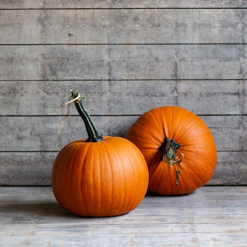 Halloween-Kürbis - Terrafin F1