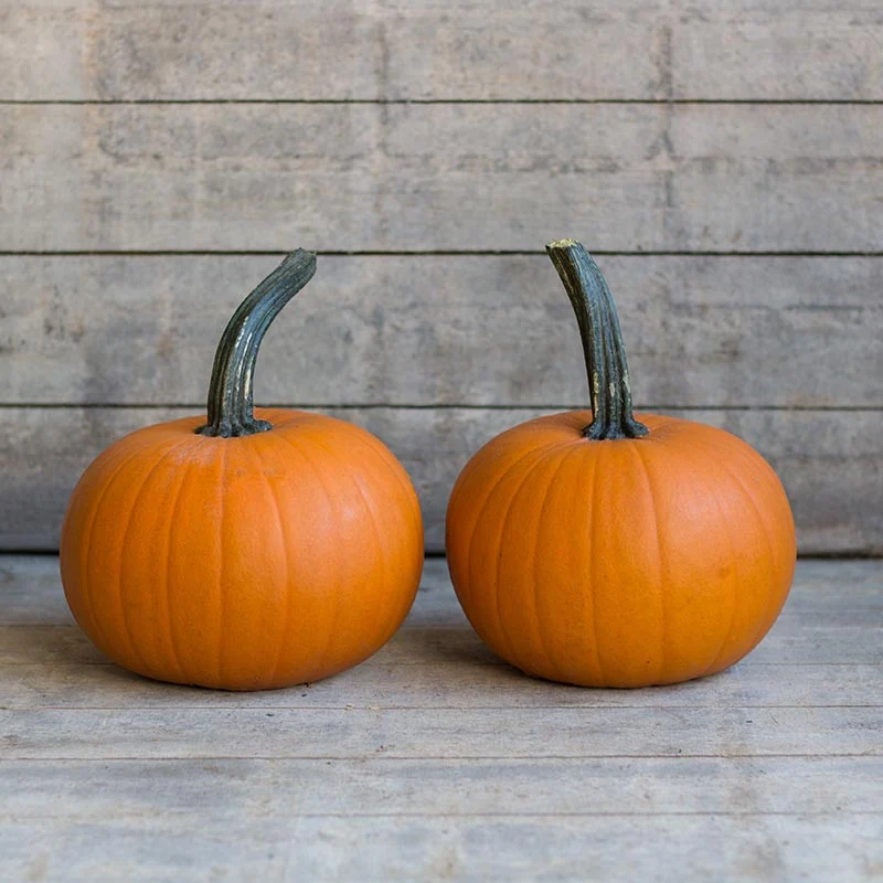 Halloween-Kürbis - Small Sugar