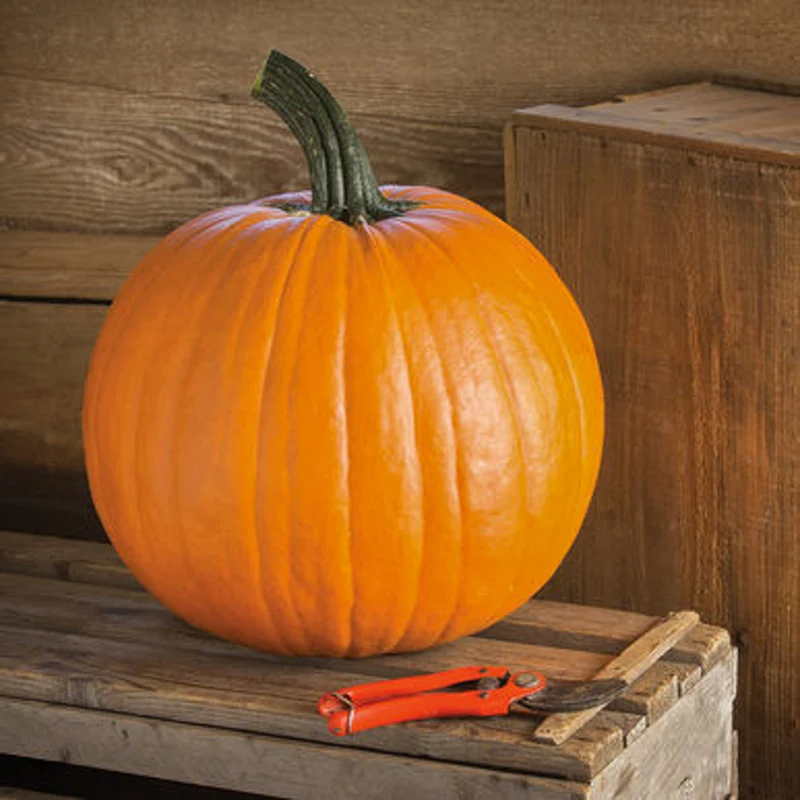 Halloween-Kürbis - Renegade F1