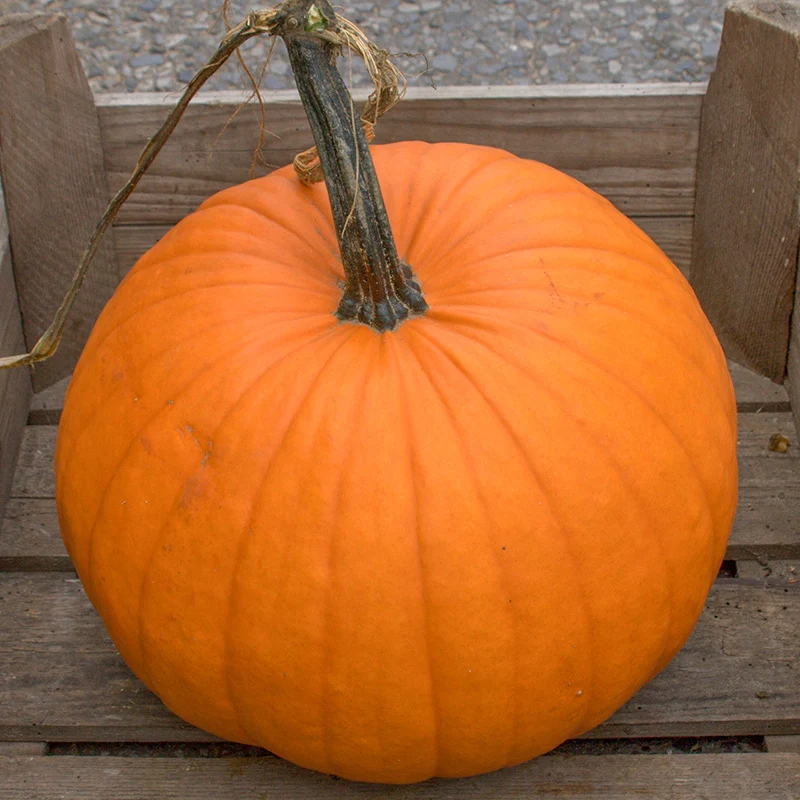 Halloween-Kürbis - Racer Plus F1