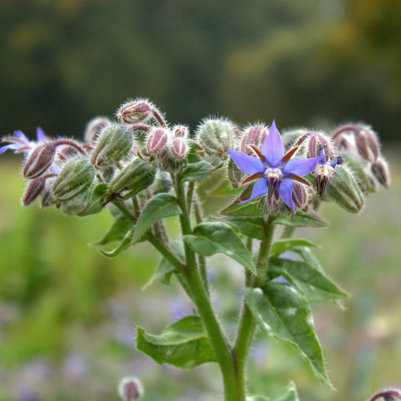 Borretsch blau