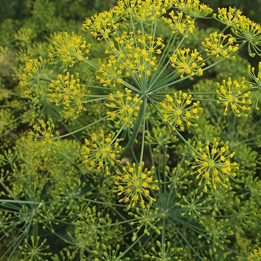 Dill Bouquet - Anethum graveolens