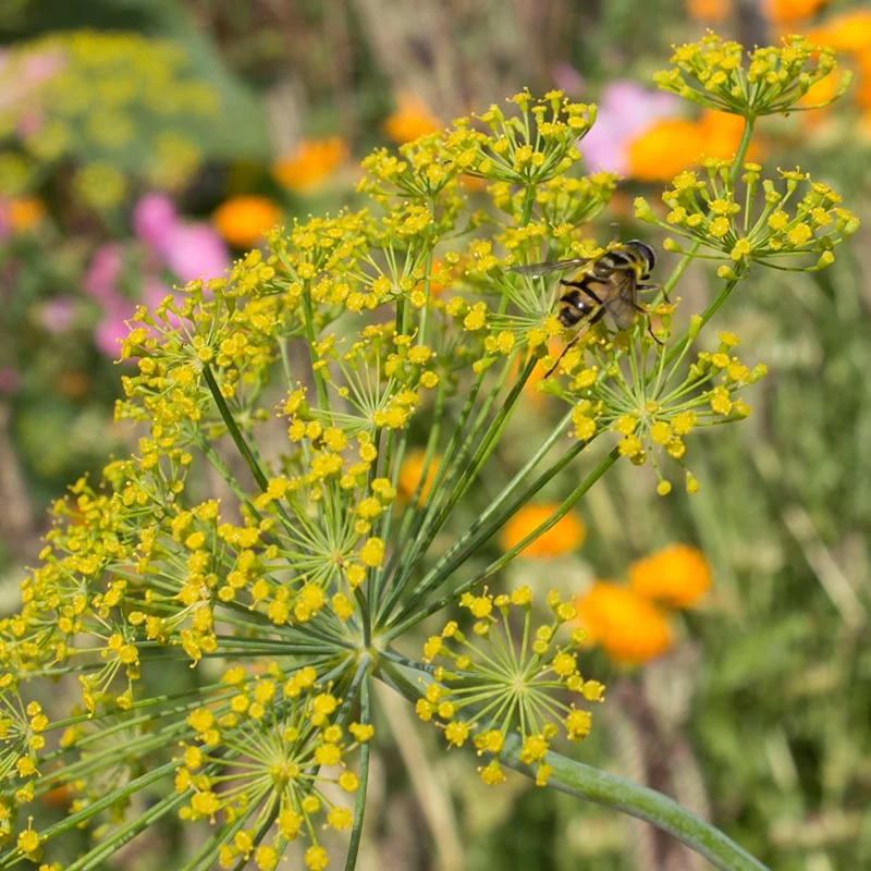 Dill Bouquet - Anethum graveolens