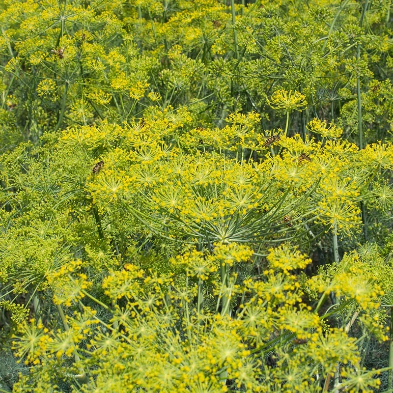 Dill Bouquet - Anethum graveolens