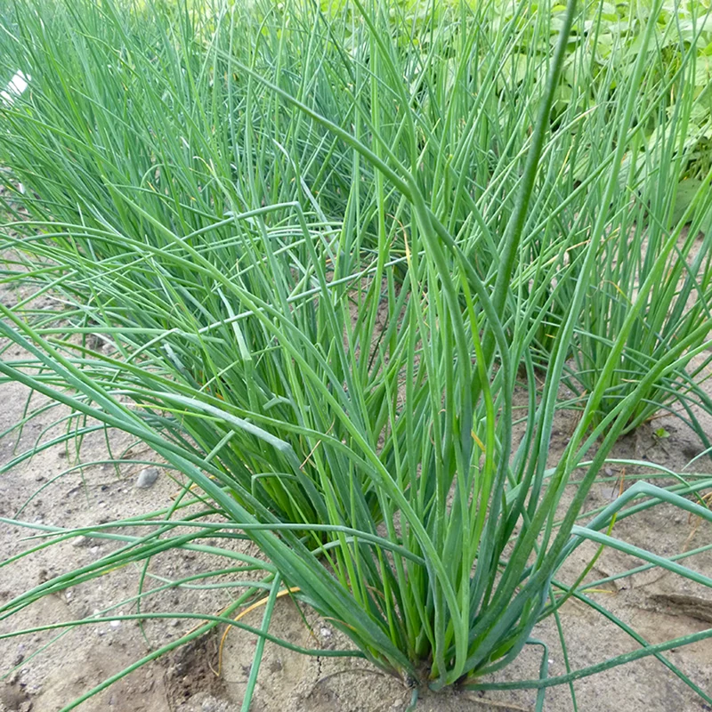 Schnittlauch